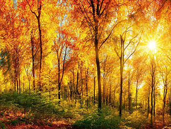 fototapet-peisaj-padure-dimex-sunny-forest-ms50067-7395