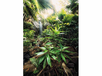Fototapet Spirit, Komar, decorațiune peisaj exotic verde, dimensiune fototapet 184x248 cm fototapet-peisaj-spirit-2507