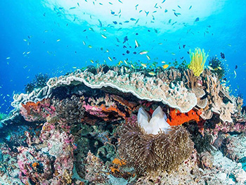 fototapet-peisaj-marin-komar-coral-reef-4889