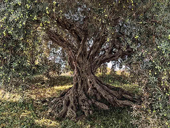 fototapet-peisaj-olive-tree-komar-8668