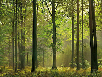 fototapet-padure-autumn-forest-7936
