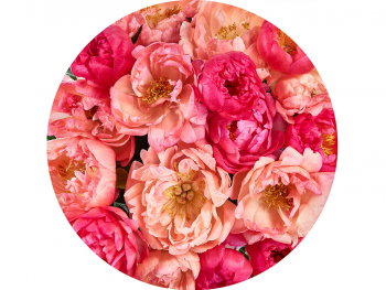 Fototapet rotund Roseraie, Komar, model floral roz, autoadeziv, 125 cm diametru fototapet-floral-autoadeziv-roz-1898