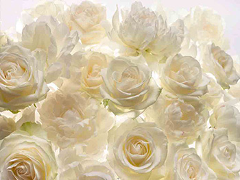 Fototapet floral alb Shalimar, Komar, imprimeu trandafiri, pe suport vlies, 368 x 248 cm