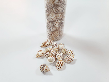Scoici decorative Melci pestriţi