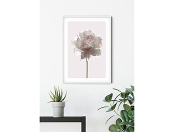 Tablou floral crem Rose, Komar, Art Poster printat digital, în ramă albă, 40x30 cm