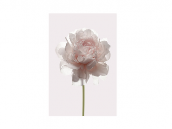 Tablou floral crem Rose, Komar, Art Poster printat digital, în ramă albă, 40x30 cm tablou-rose-9135